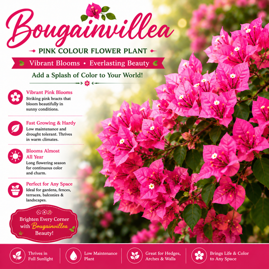 Bougainvillea Flower Plant - Pink