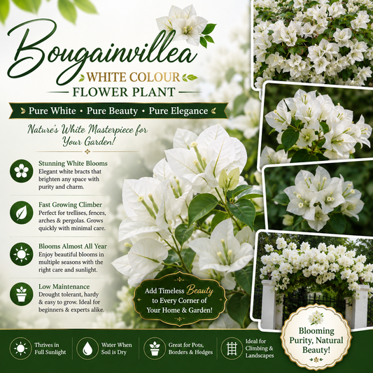 Bougainvillea Flower Plant - White