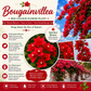 Bougainvillea Flower Plant - Red