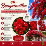 Bougainvillea Flower Plant - Red