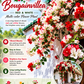 Bougainvillea Flower Plant - Red-White Multi-color