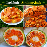 Jackfruit - Sindoor Jack - Fruit Plant