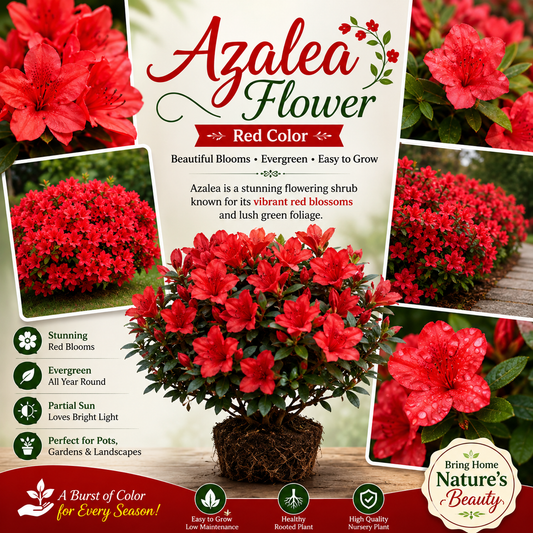 Azalea Flower Plant - Red