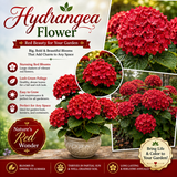 Hydrangea Flower Plant - Red