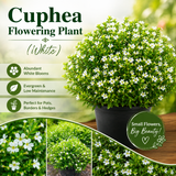Cuphea Flowering Plant - White
