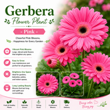 Gerbera Flower Plant - Pink