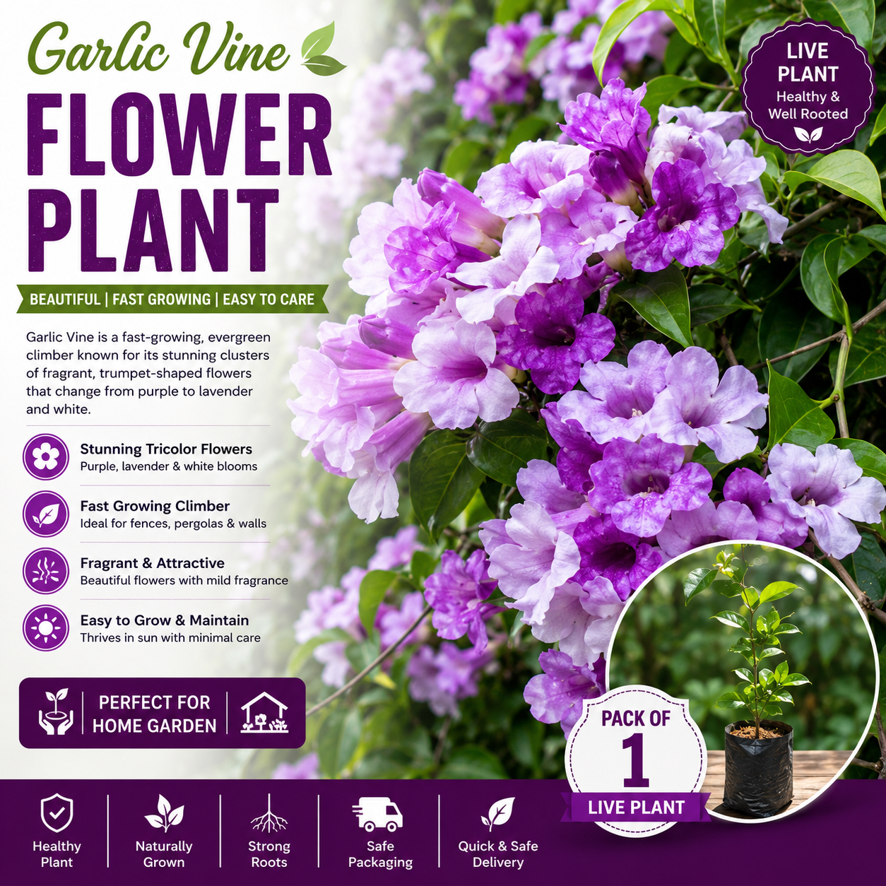 Garlic Vine Creeper Live Plant (Mansoa alliacea) Fragrant Flowering Climber Plant