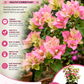 Bougainvillea Flower Plant - Lemonade Pink
