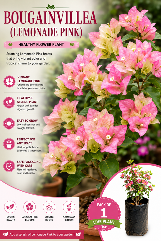 Bougainvillea Flower Plant - Lemonade Pink