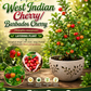Tropical West Indian Cherry/Barbados Cherry Malpighia emarginata  Fruit Healthy Layering Plant