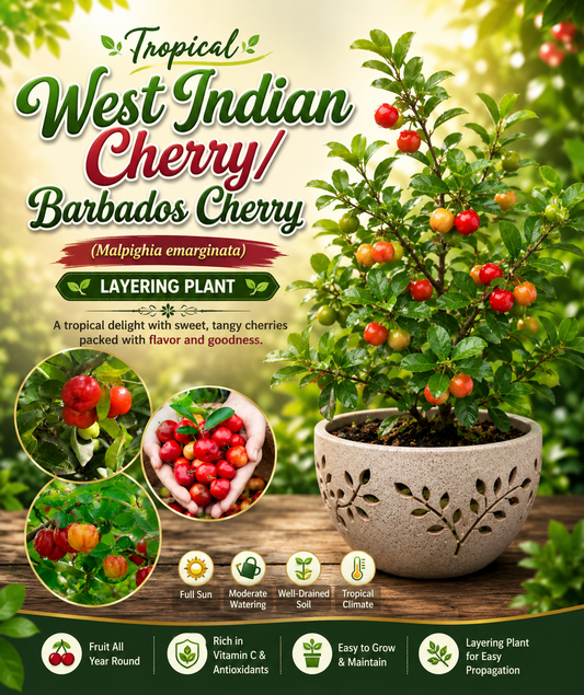 Tropical West Indian Cherry/Barbados Cherry Malpighia emarginata  Fruit Healthy Layering Plant