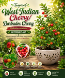 Tropical West Indian Cherry/Barbados Cherry Malpighia emarginata  Fruit Healthy Layering Plant