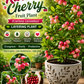 Tropical Karonda Cherry Fruit Plant (Carissa carandas)