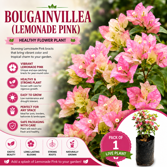 Bougainvillea Flower Plant - Lemonade Pink