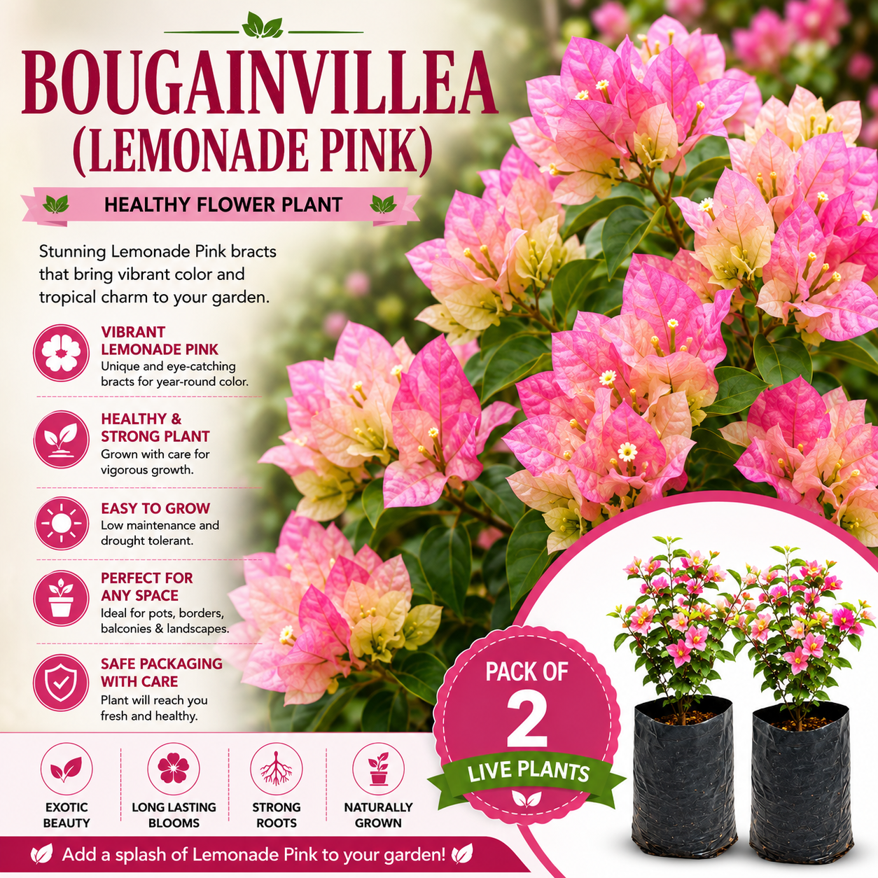 Bougainvillea Flower Plant - Lemonade Pink