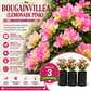 Bougainvillea Flower Plant - Lemonade Pink