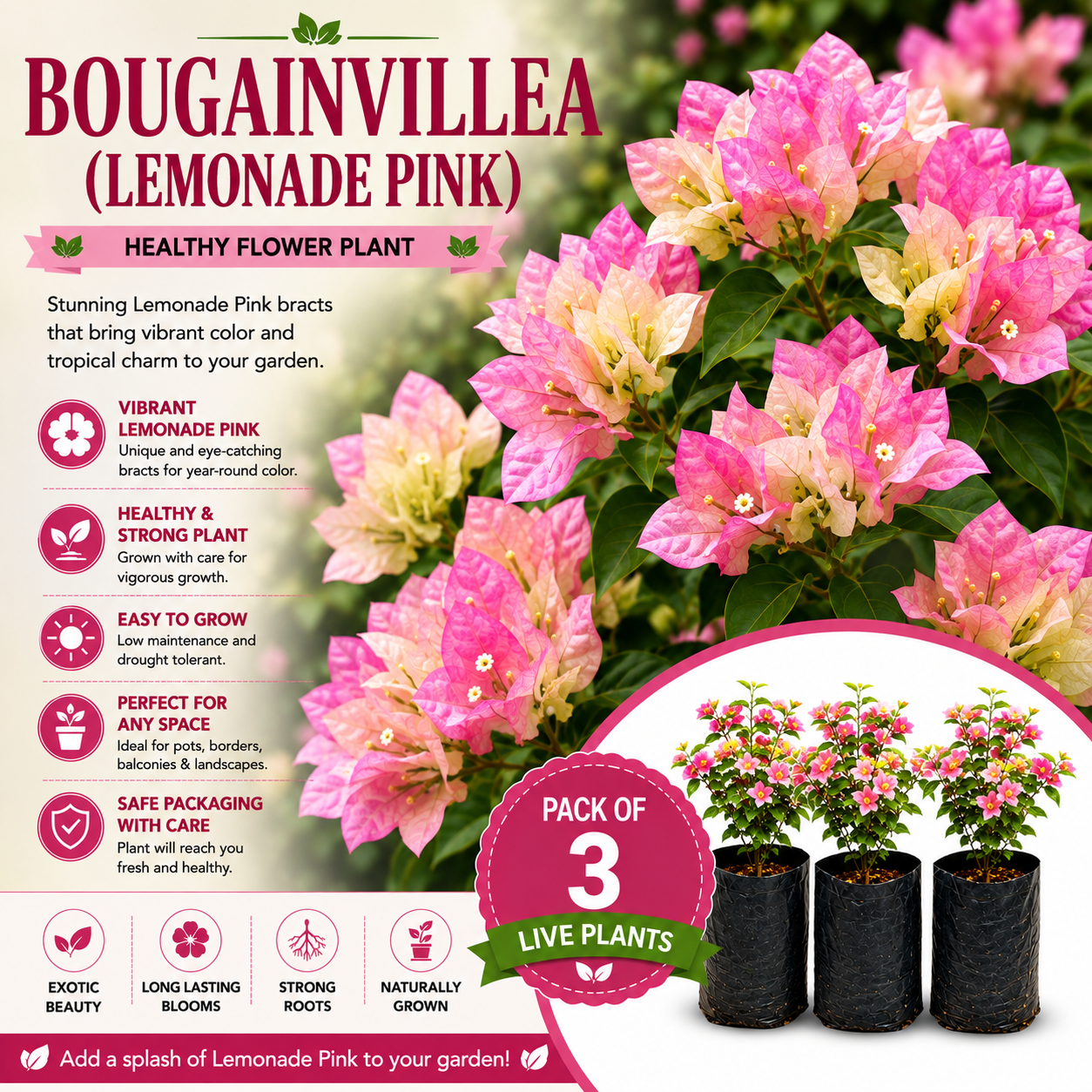 Bougainvillea Flower Plant - Lemonade Pink