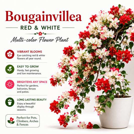 Bougainvillea Flower Plant - Red-White Multi-color