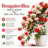 Bougainvillea Flower Plant - Red-White Multi-color