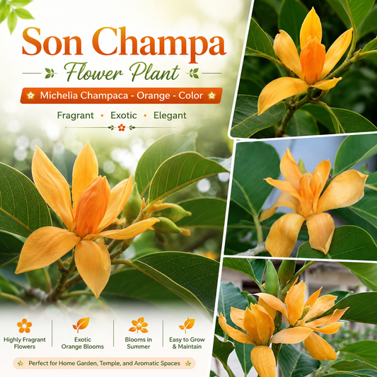 Son Champa Flower Plant / Michelia Champaca - Orange