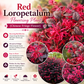 Red Loropetalum Flowering Plant (Chinese Fringe Flower)