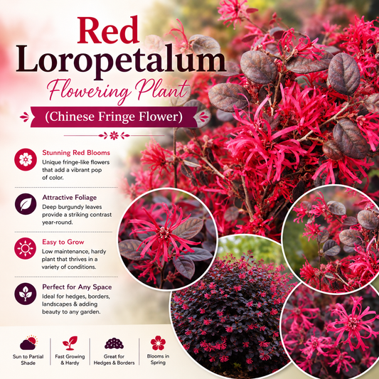 Red Loropetalum Flowering Plant (Chinese Fringe Flower)