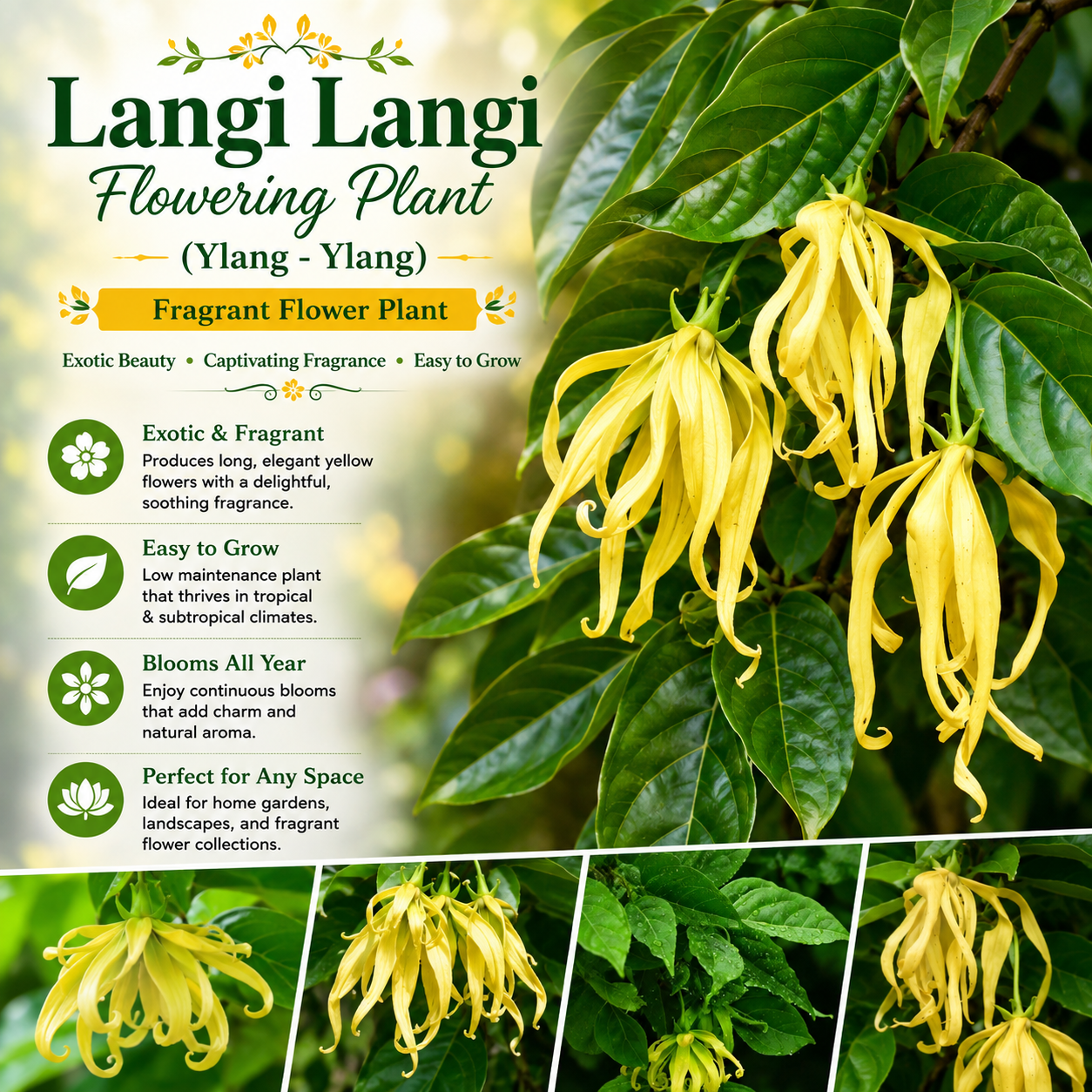 Langi Langi Fragrant Flowering Plant (Ylang - Ylang, Hybrid)