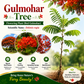 Gulmohar Flowering Plant (Red Gulmohar, Hybrid) Ornamental Plant, Pack of 1