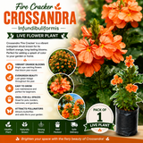 Fire Cracker Flower Live Plant / Crossandra infundibuliformis - Cantaloupe Orange