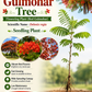 Gulmohar Flowering Plant (Red Gulmohar, Hybrid) Ornamental Plant, Pack of 1