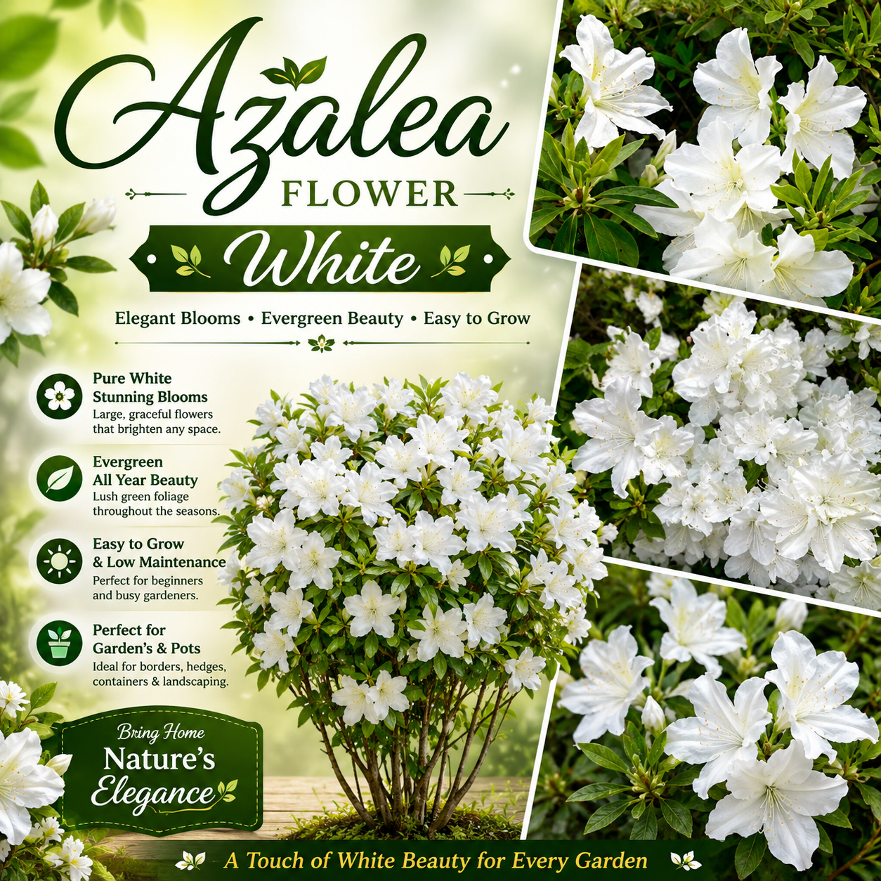 Azalea Flower Plant - White