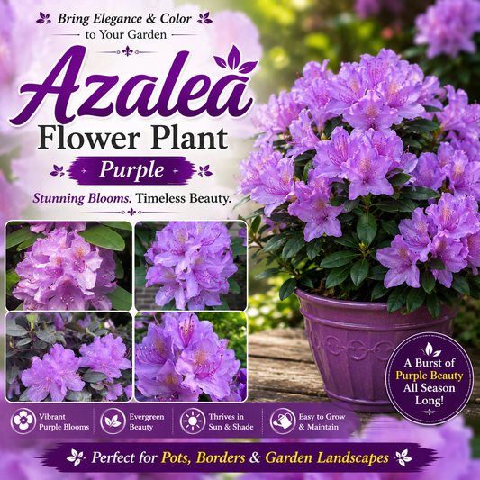 Azalea Flower Plant - Purple