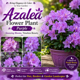 Azalea Flower Plant - Purple
