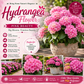 Hydrangea Flower Plant - Pink