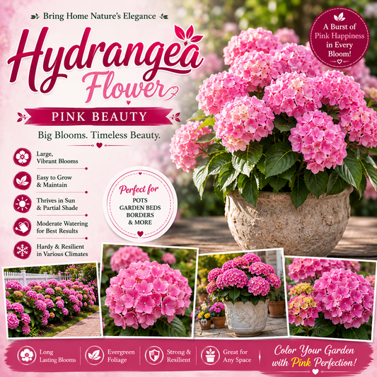 Hydrangea Flower Plant - Pink
