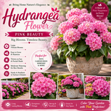 Hydrangea Flower Plant - Pink