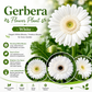 Gerbera Flower Plant - White