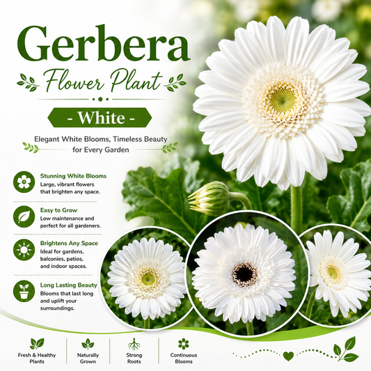 Gerbera Flower Plant - White