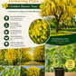 Cassia fistula Flowering Plant (Golden Shower Tree )
