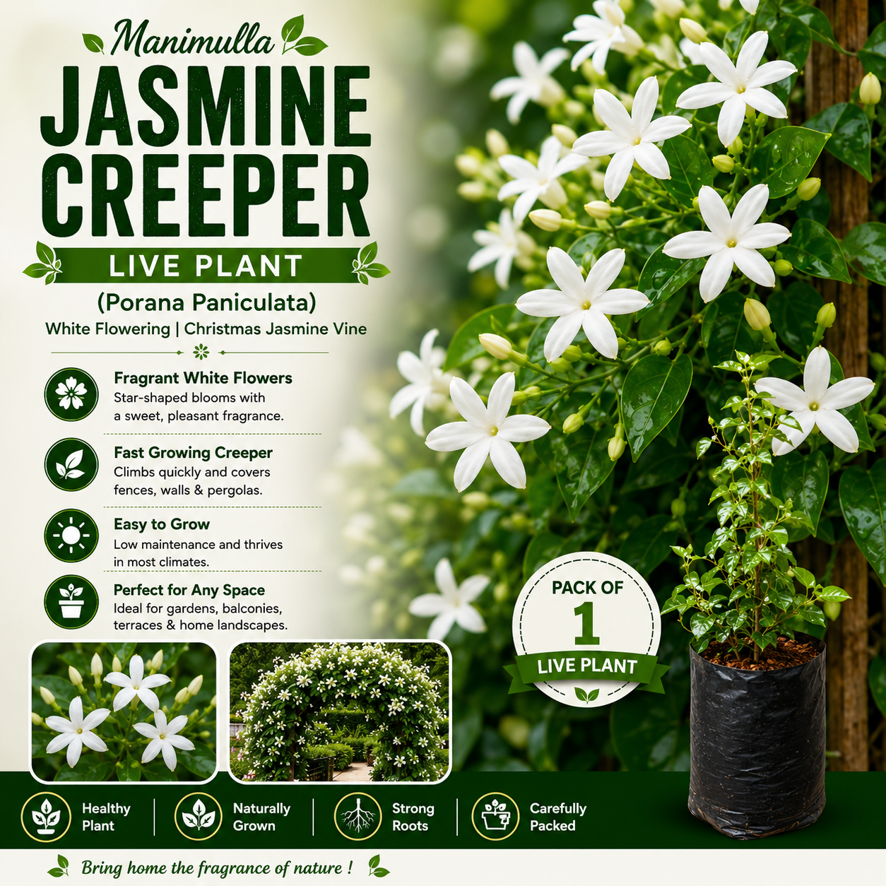 Manimulla Jasmine Creeper Live Plant (Porana Paniculata) | White Flowering Christmas Jasmine Vine