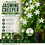 Manimulla Jasmine Creeper Live Plant (Porana Paniculata) | White Flowering Christmas Jasmine Vine