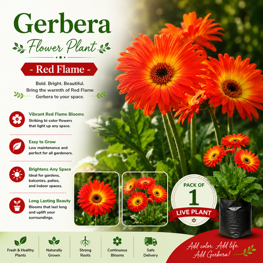 Gerbera Flower Plant - Red Flame