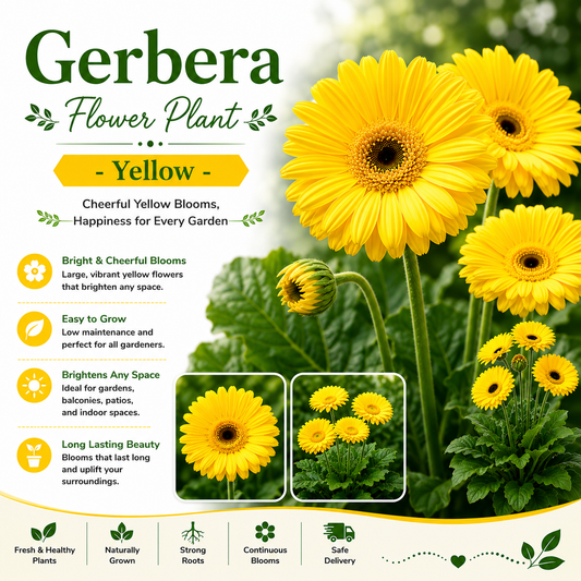 Gerbera Flower Plant - Yellow