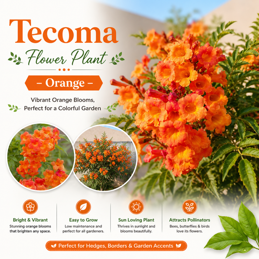 Tecoma Flower Plant - Orange