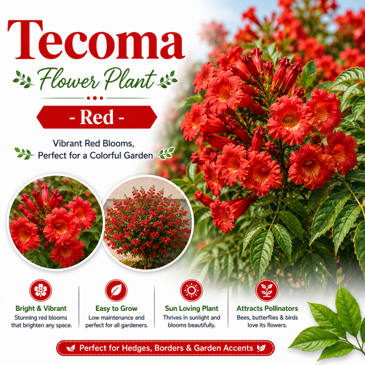 Tecoma Flower Plant - Red