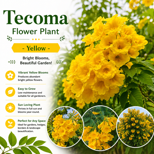 Tecoma Flower Plant - Yellow