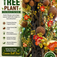 Cannon Ball Tree (Couroupita guianensis) Nagalingam/Shivalingam Medicinal Plant