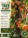Cannon Ball Tree (Couroupita guianensis) Nagalingam/Shivalingam Medicinal Plant