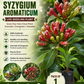 Clove Plant (Syzygium aromaticum) Live Seedling Plant | Pack of 1