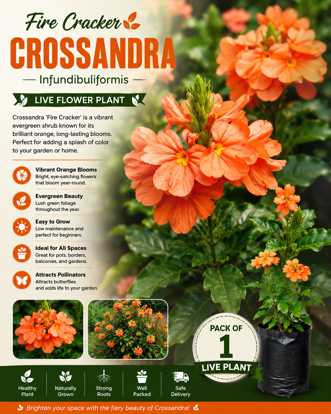 Fire Cracker Flower Live Plant / Crossandra infundibuliformis - Cantaloupe Orange